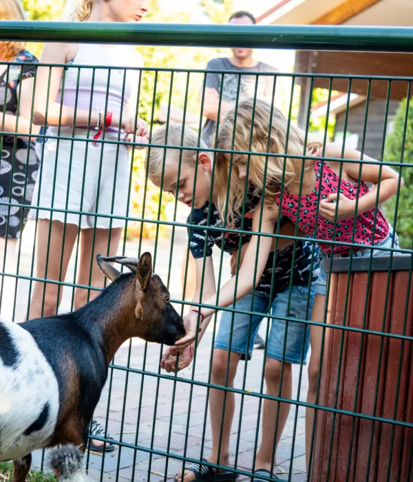 Kinderen dieren voeren recreatie