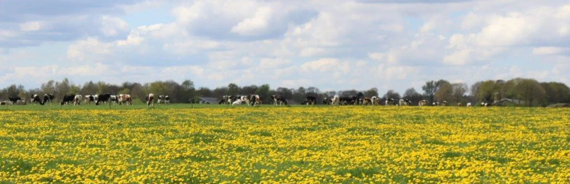 Paardebloemen veld met koeien