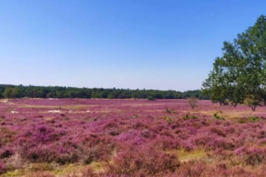 Tongerense heide