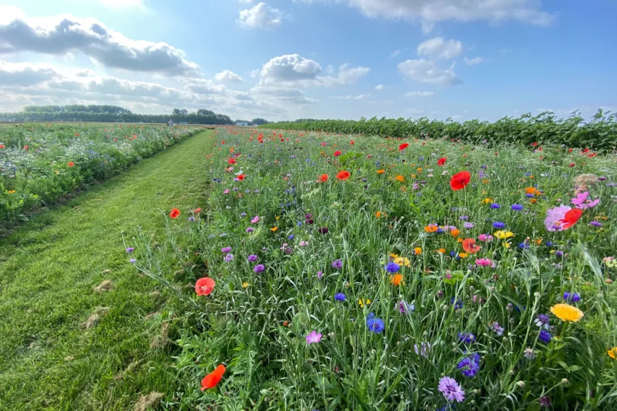 Pluktuin hellevoetsluis voorne putten 1 2 3321635973