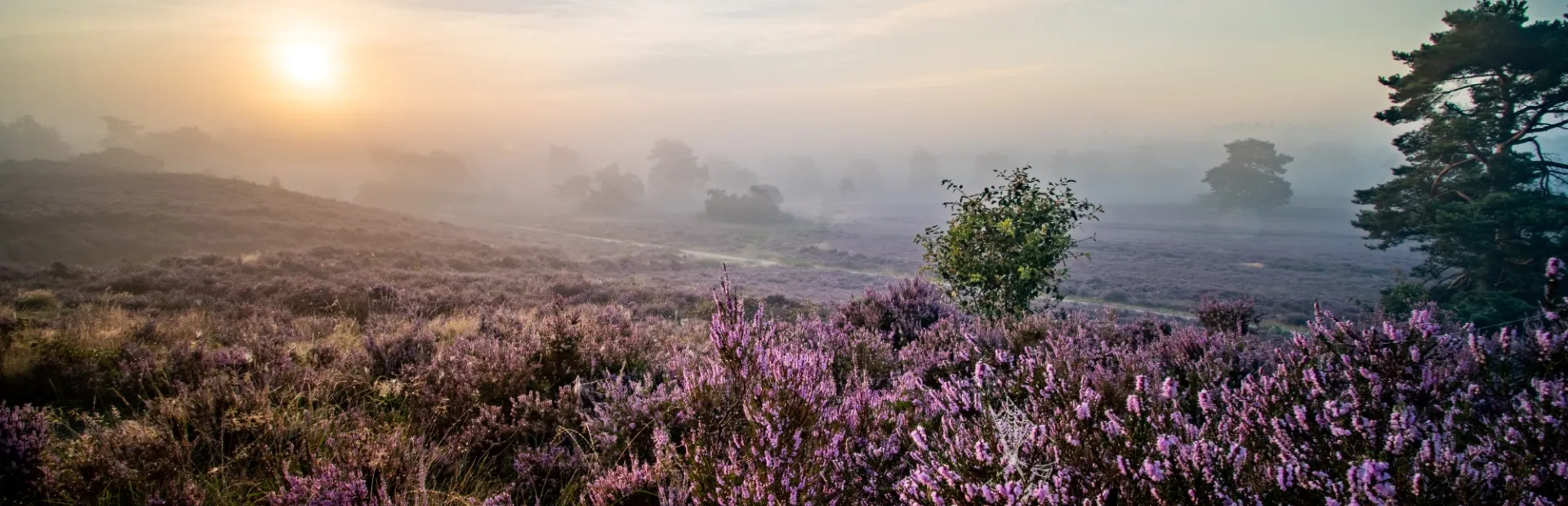 Ochtend gloren heide hei Veluwe Marten Boeve Bocam Creates 2 low res